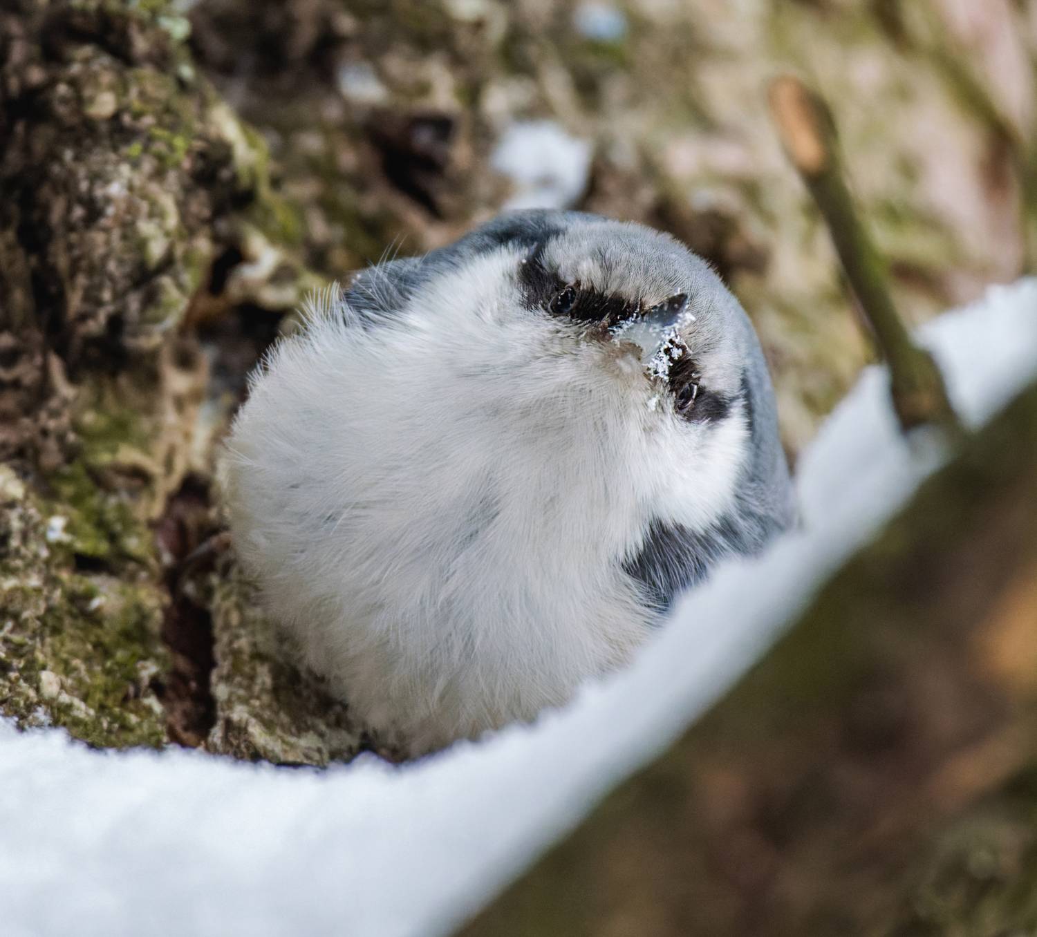 , Дэм Константин