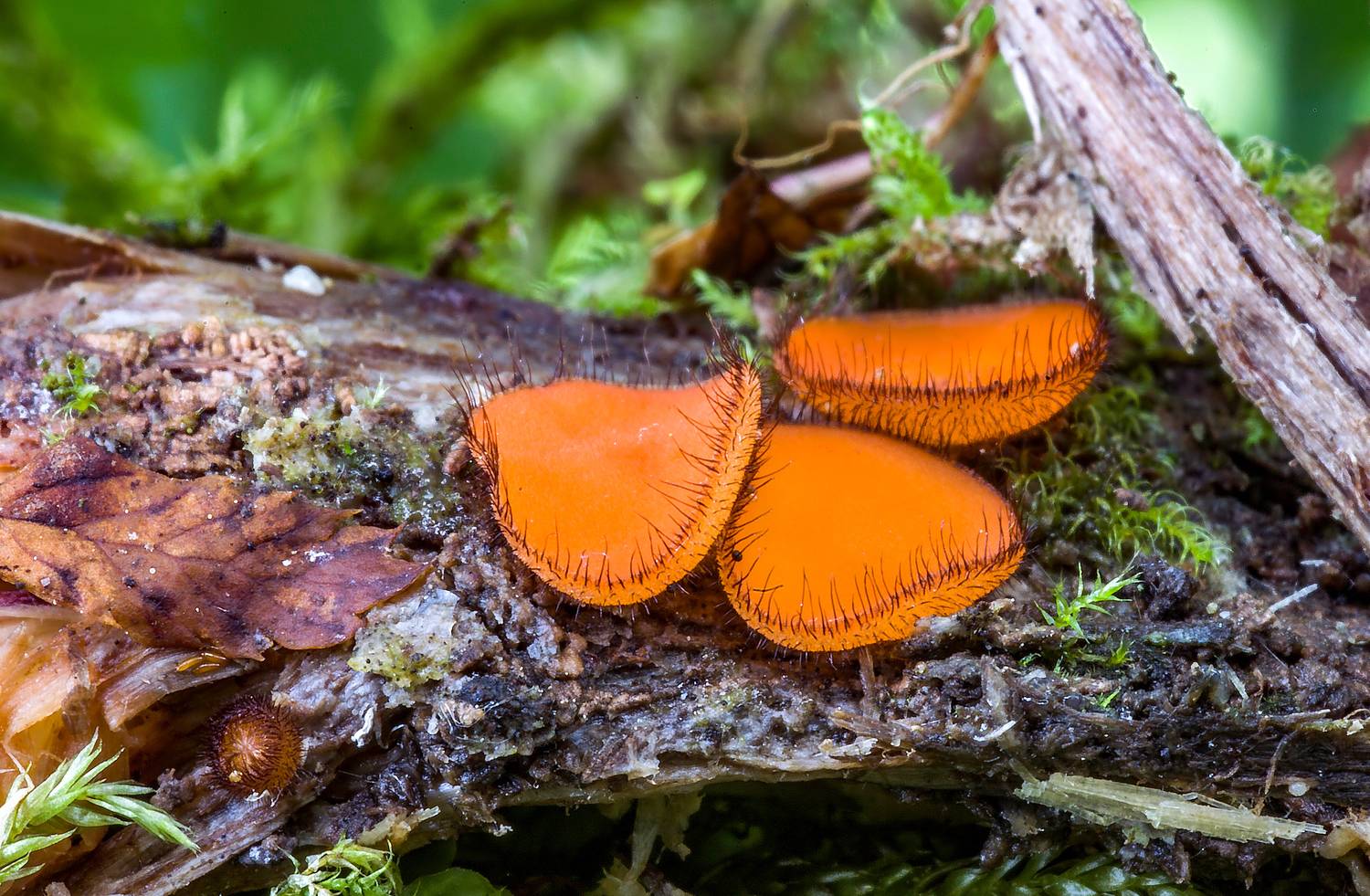 грибы, скутеллиния блюдцевидная, природа, лес, аскомицеты, Широких Александр