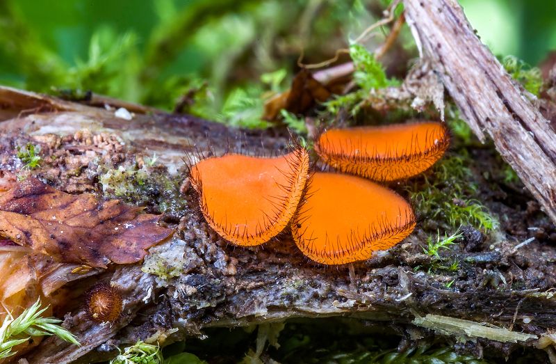 грибы, скутеллиния блюдцевидная, природа, лес, аскомицеты Грибные реснички фото превью