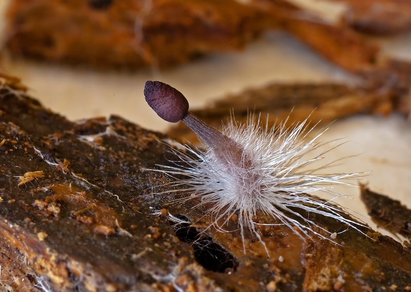 Ракета фото превью