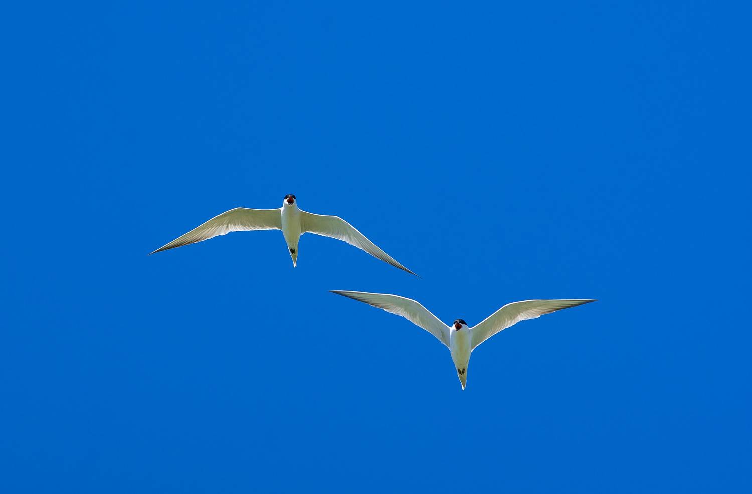 volgograd, russia, wildlife, bird, birds, birdswatching, Gelochelidon nilotica, , Павел Сторчилов