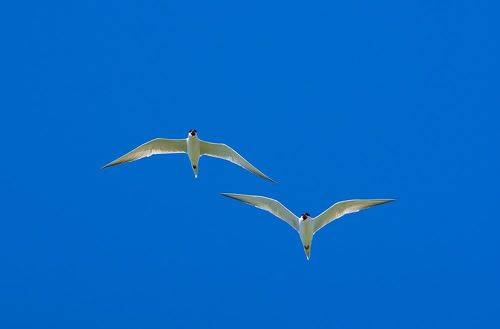 Gelochelidon nilotica