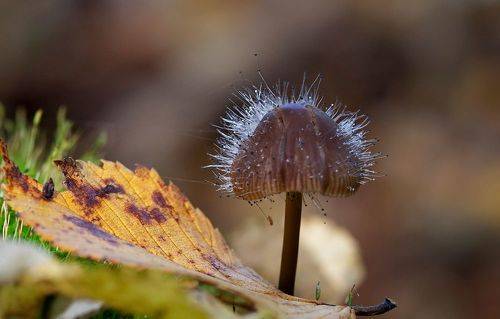 Волосатый гриб