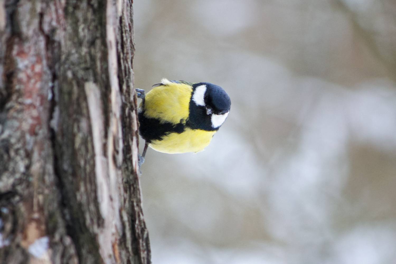 большая синица, большак, parus major, КарОл