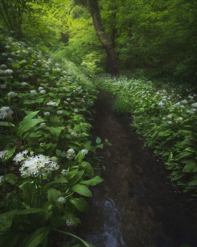 hungary, forest, green Fairy tale forest фото превью