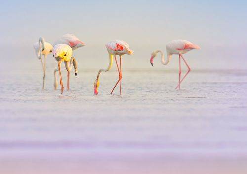Flamingos
