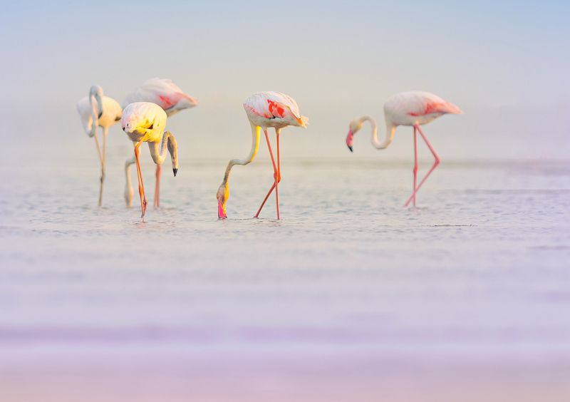 closeup, bird, birds, wild, wings, beauty, nature, swan, feather, spread, little sparrow,animal,animals,nikon,tailorbird,portrait,eyes,eagle,kite,flying,sky,prey Flamingos фото превью