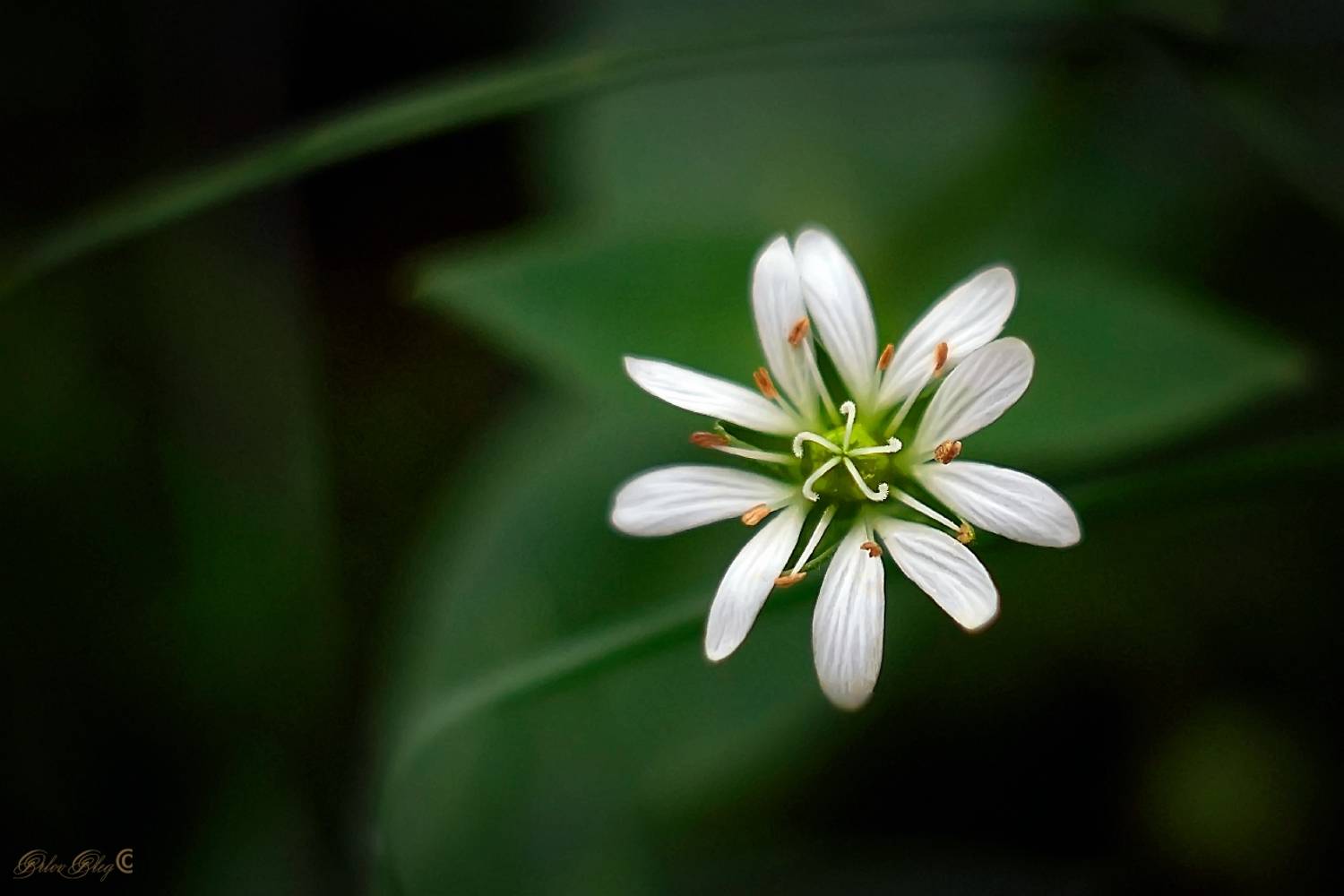 , Орлов Олег