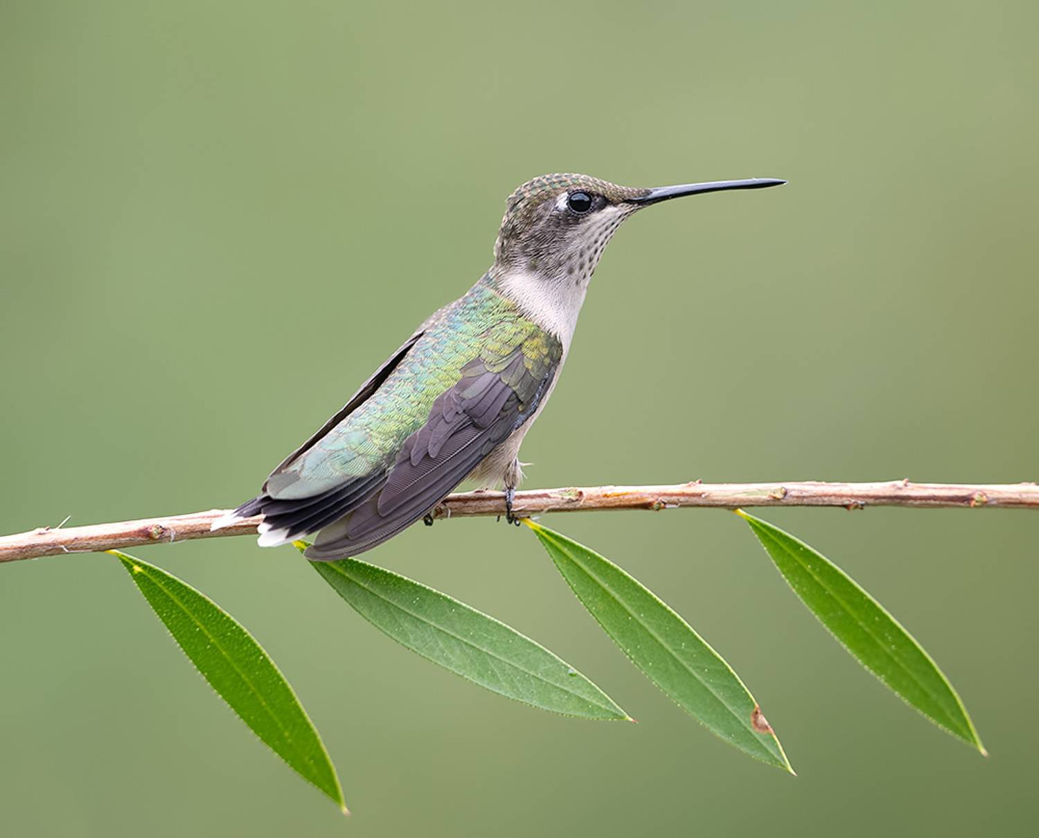 колибри,ruby-throated hummingbird, hummingbird, весна, Etkind Elizabeth