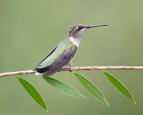 Female, Ruby-throated Hummingbird -Рубиновогорлый колибри. самка