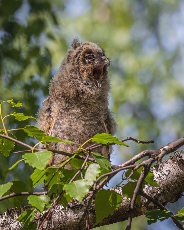 ушастая сова, птенец Тоже певчая птичка фото превью