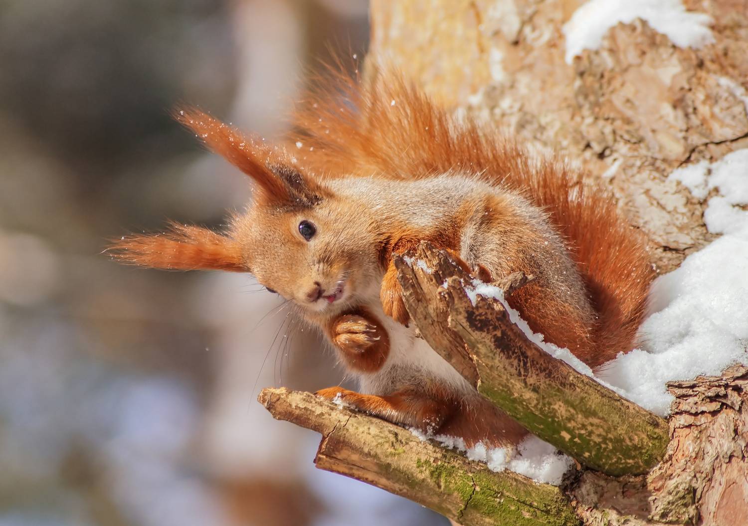 Белка, язык, дерево, умысел, Чепленко Алексей