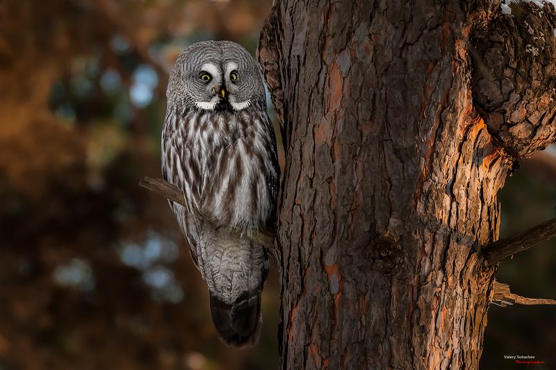 Закатная фото превью