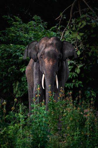 Wild beauty