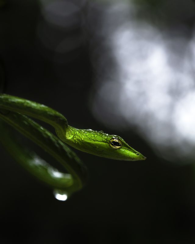 Green Vine Snake фото превью