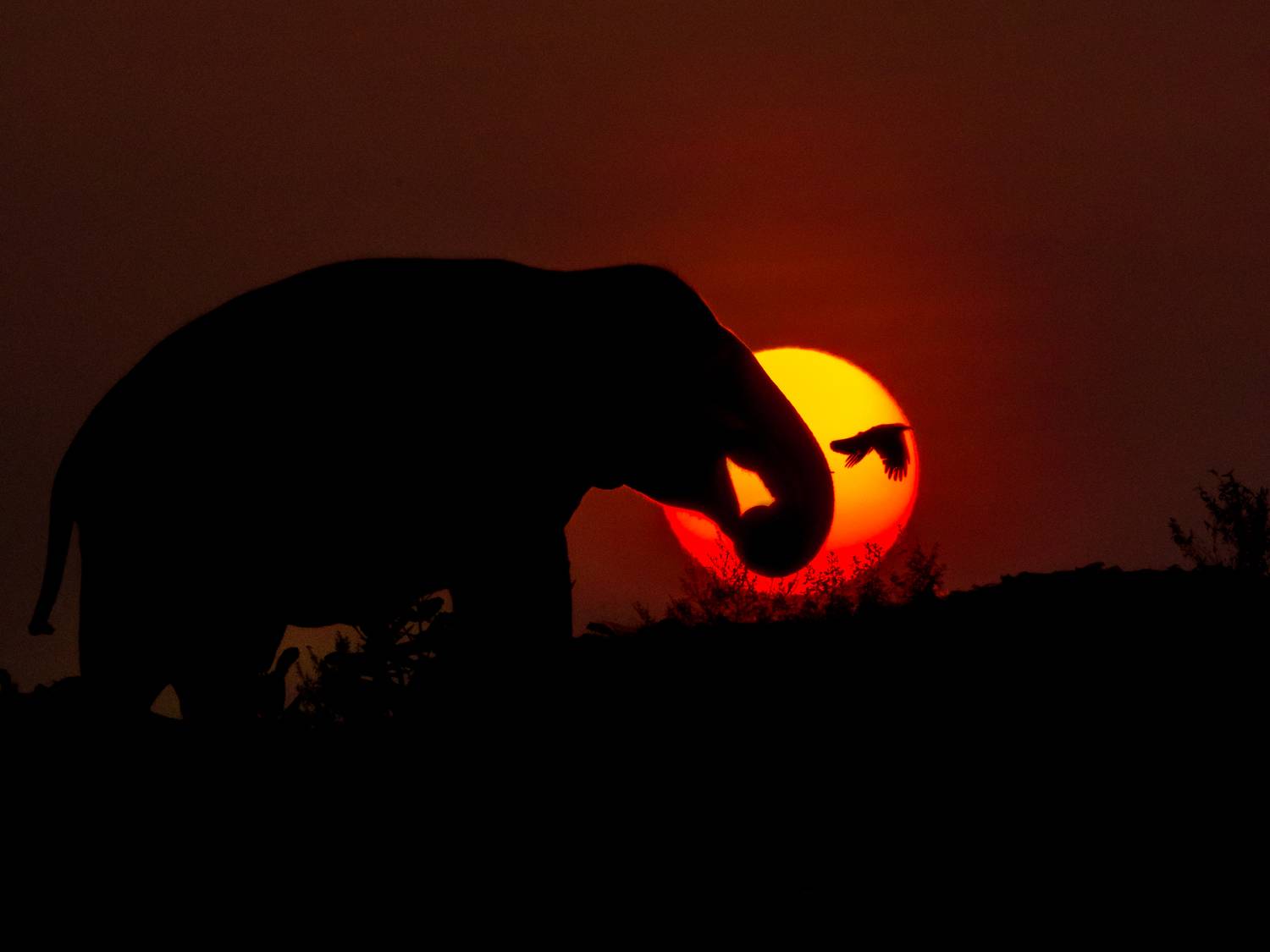 wildlife nature srilanka  jazif  ahamedjazif,  Ahamed Jazif