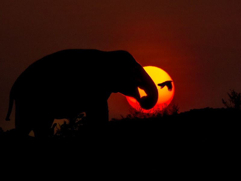 wildlife nature srilanka  jazif  ahamedjazif Fire Ball фото превью