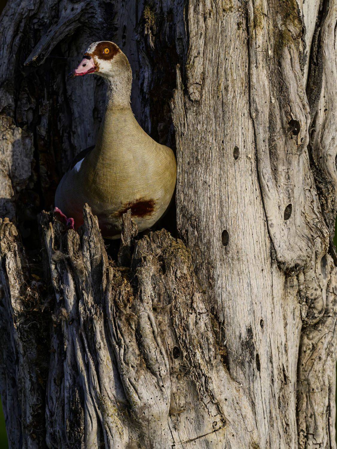 , Пупонин Сергей