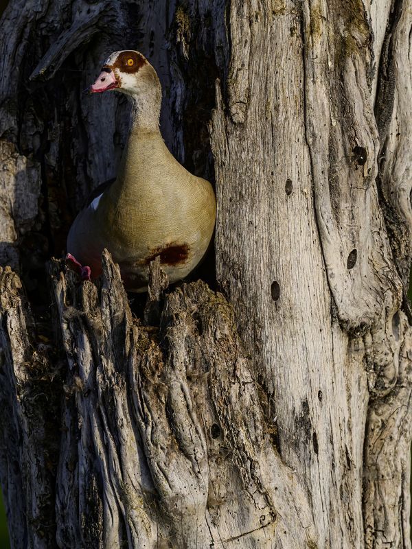 The Duck фото превью