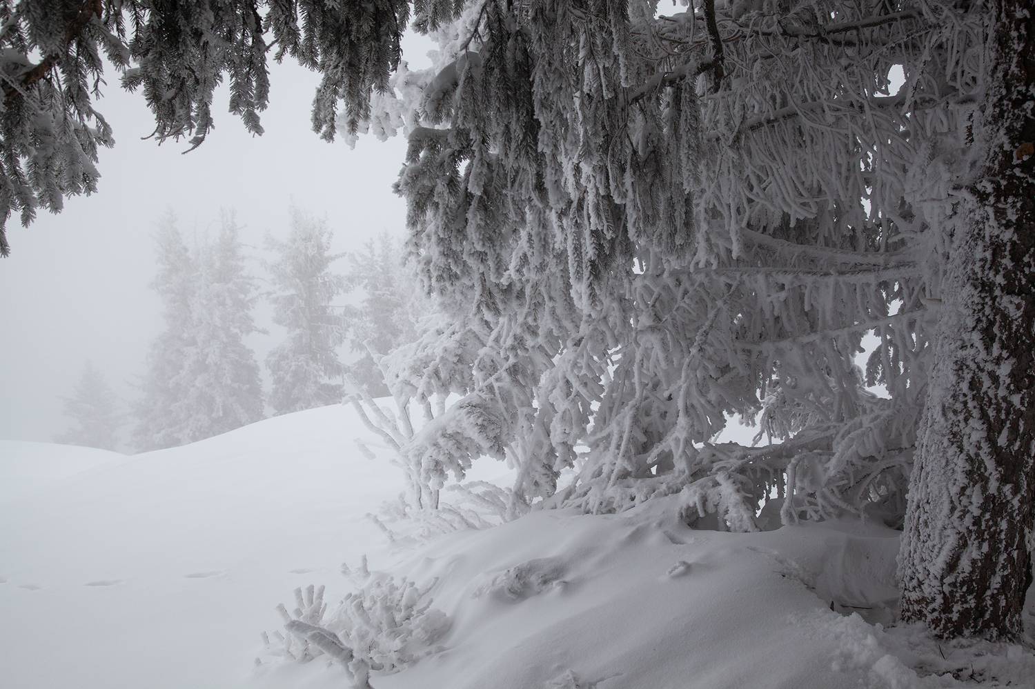 казахстан, снега, тянь-шань, ель, мороз, Andrey Shishkalov
