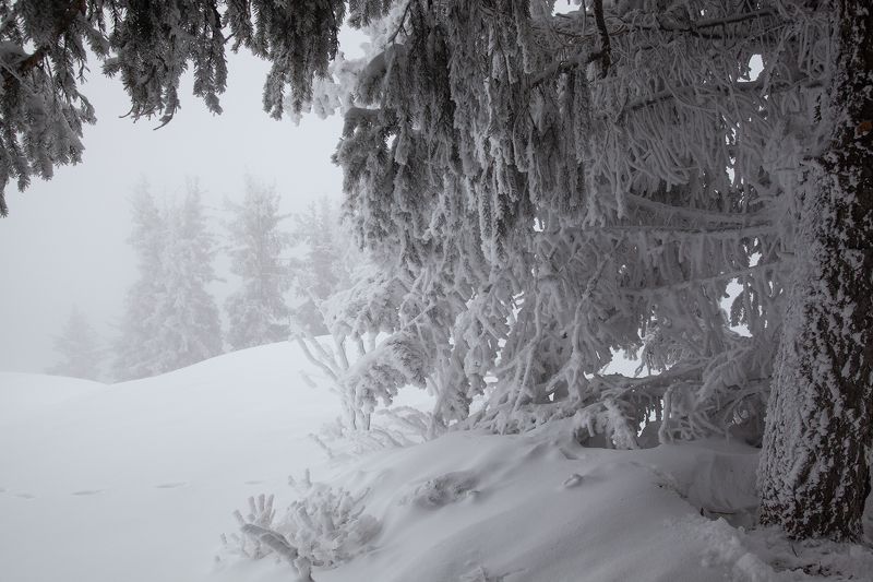 казахстан, снега, тянь-шань, ель, мороз  фото превью