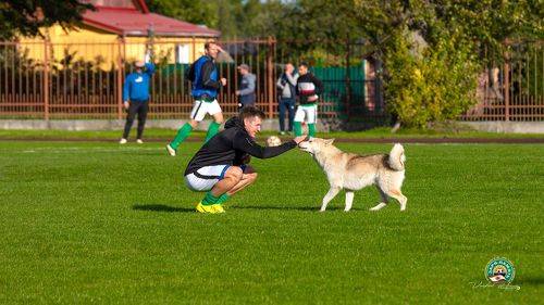 Четвероногий футболист.