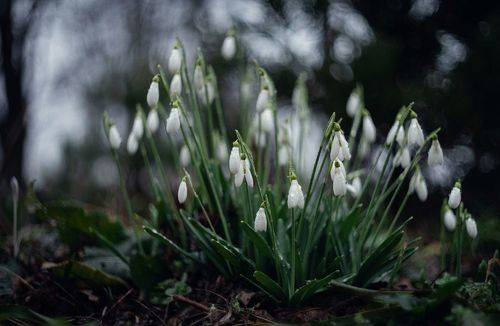 Снежные капли Боспорской зимы.