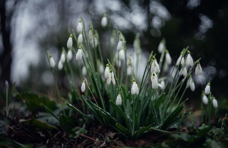 Снежные капли Боспорской зимы. фото превью
