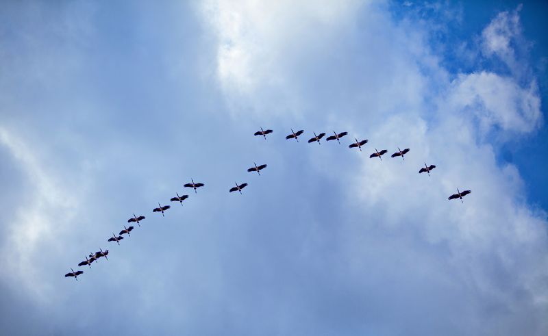 Журавли Летят журавли фото превью