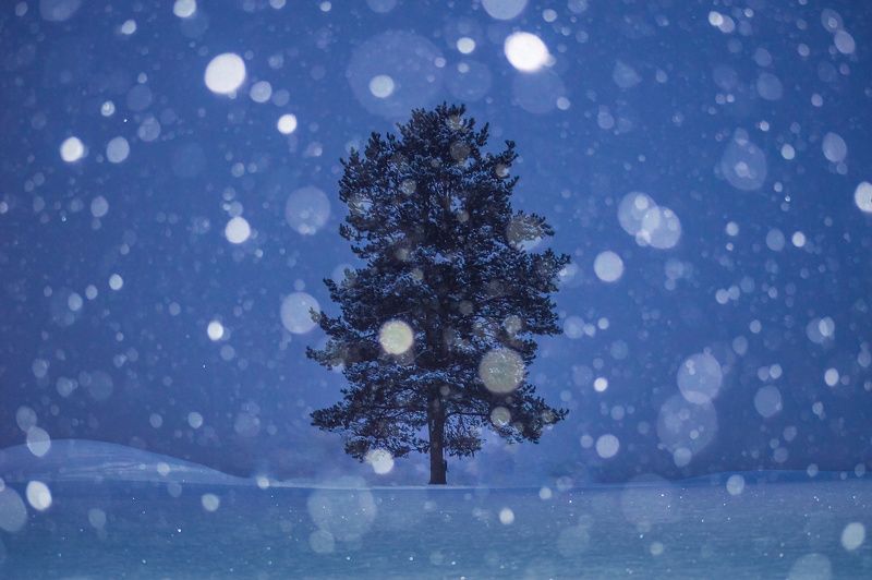 пейзаж, природа, зима, снег, снегопад, республика коми  фото превью