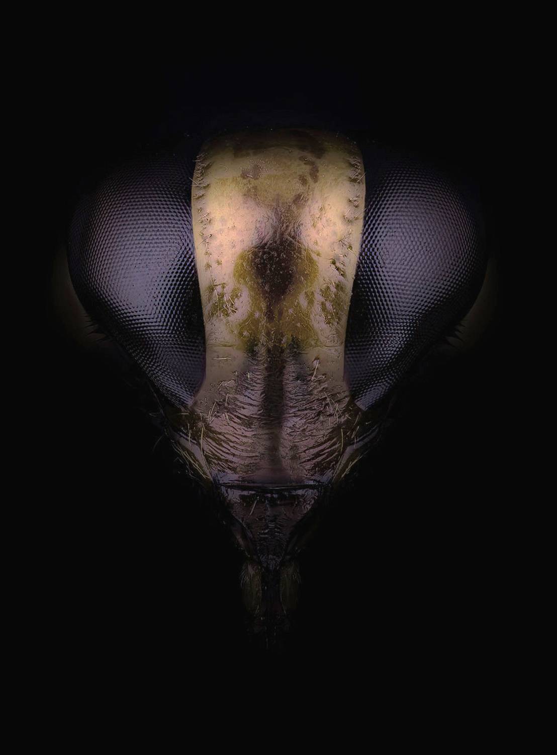 хемиптера, notonecta glauca, гладыш обыкновенный, Kavaliauskas Eugenijus