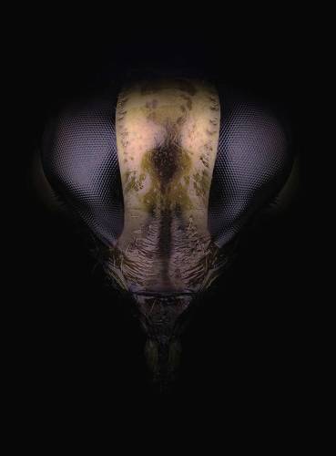 Наблюдатель