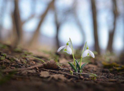 Вестники  весны.
