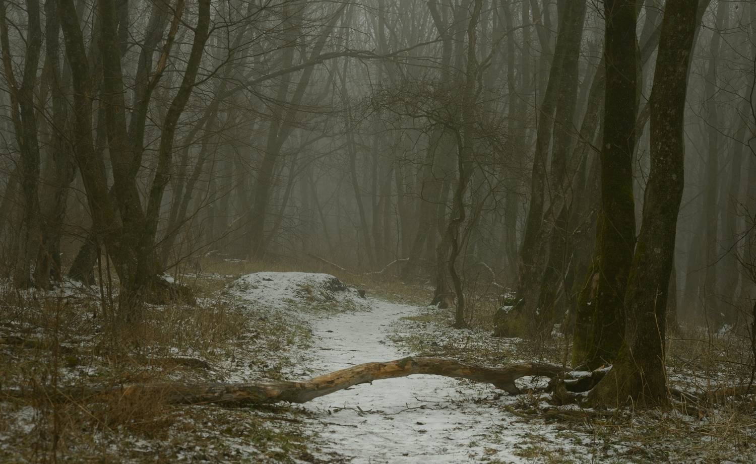 зима туман лес утро, Александр Жарников