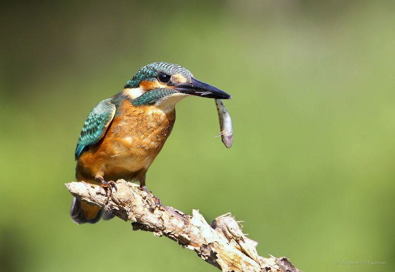 Молодая рыбачка фото превью