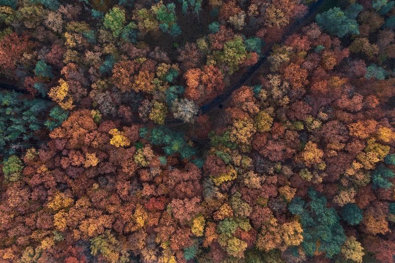 Краски осени фото превью