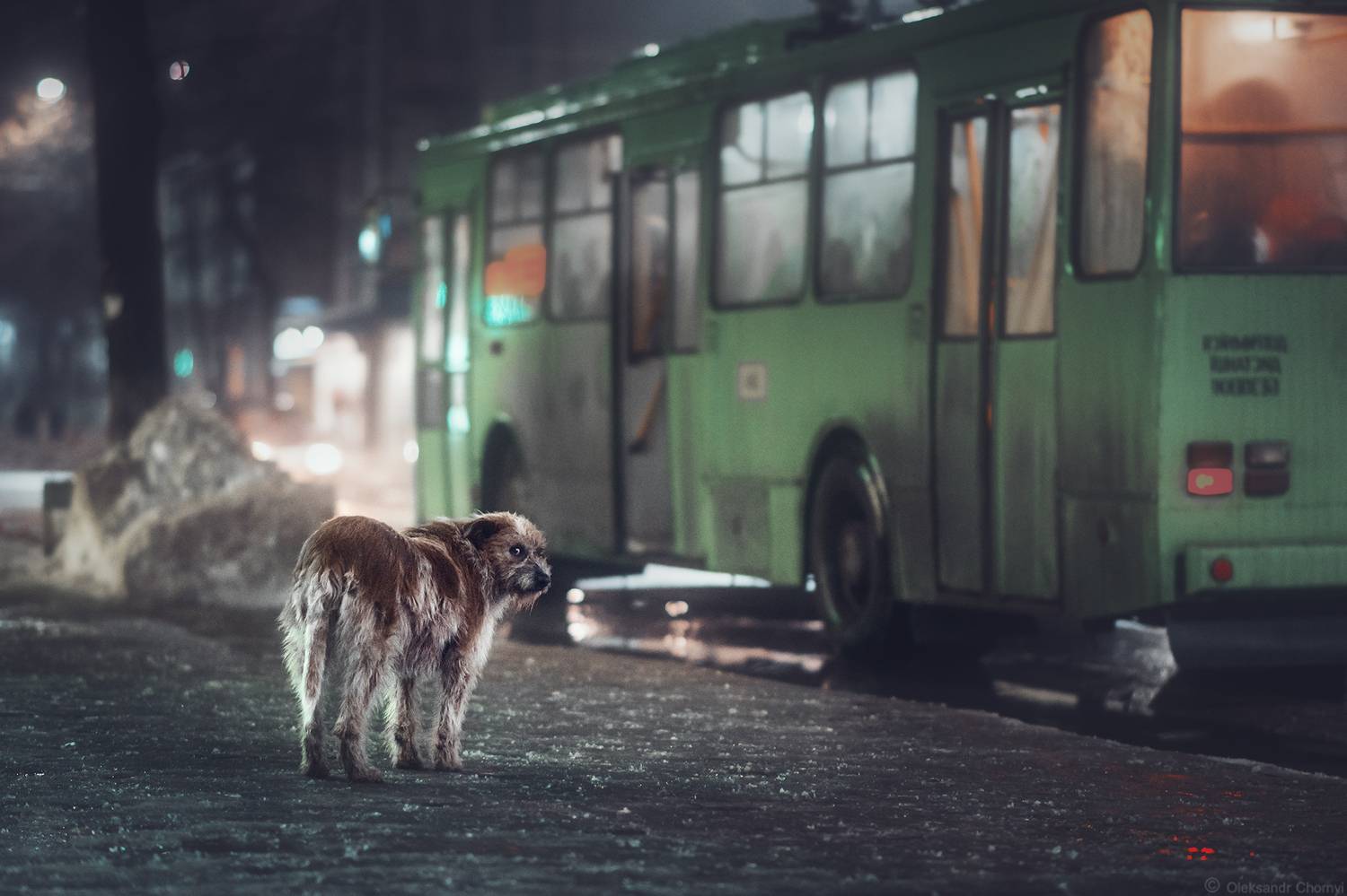 уличная фотография, стрит-фото, старый пес, маршрутка,, Чорный Александр