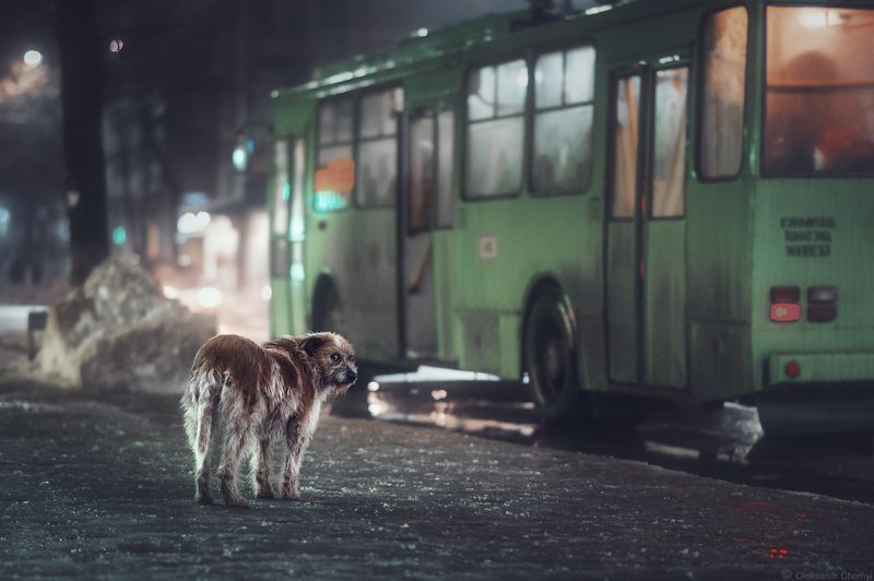 уличная фотография, стрит-фото, старый пес, маршрутка, \