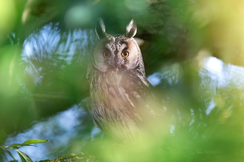 Ушастая сова, Asio otus фото превью