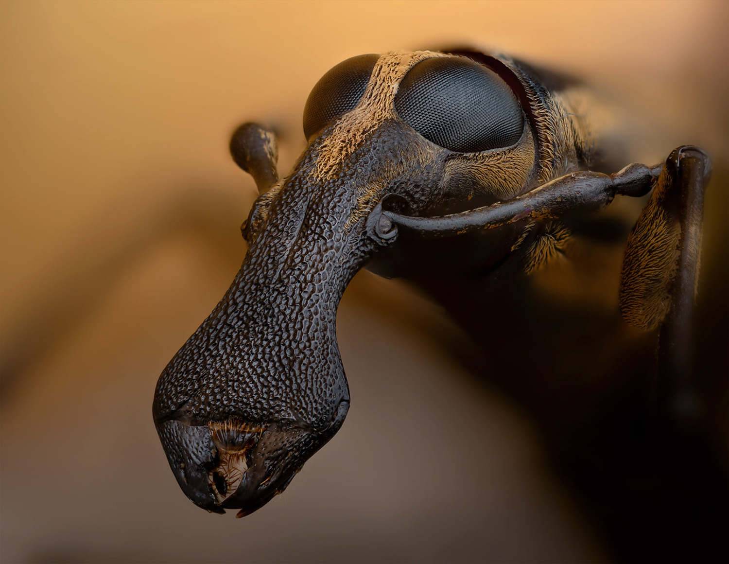 anthribidae, ложнослоник, Kavaliauskas Eugenijus