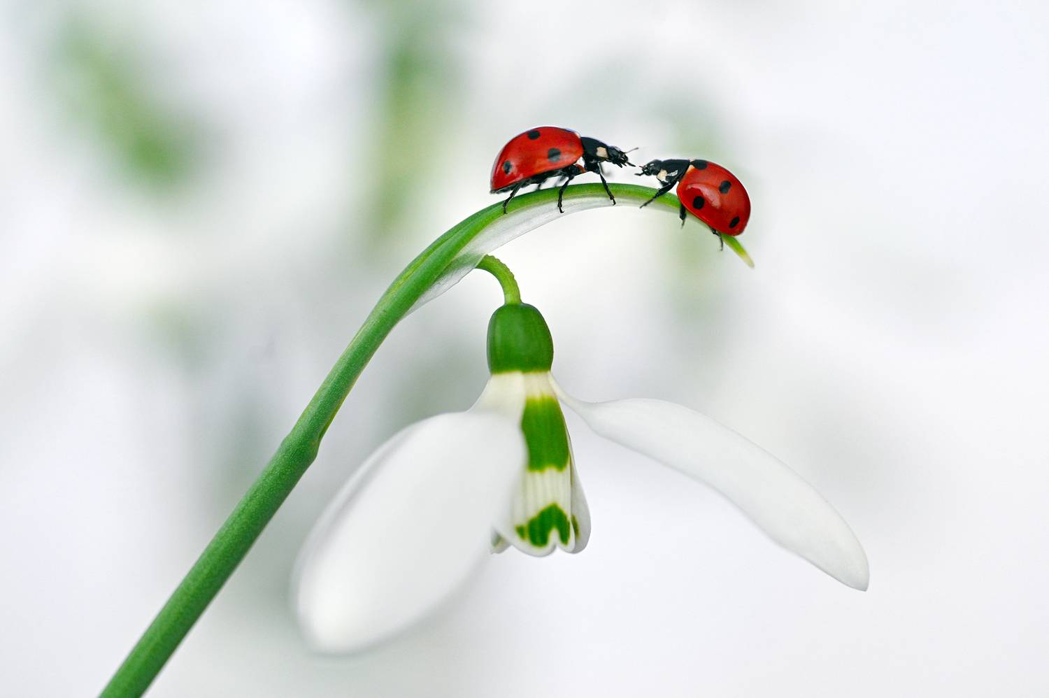 ceclii, macro, Цветан Ганев