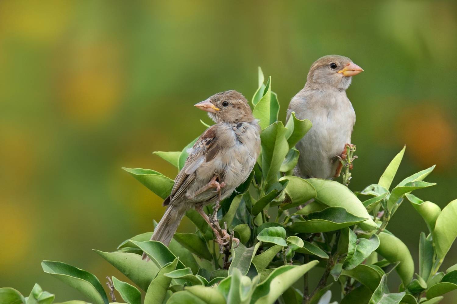 , Людмила Бекман