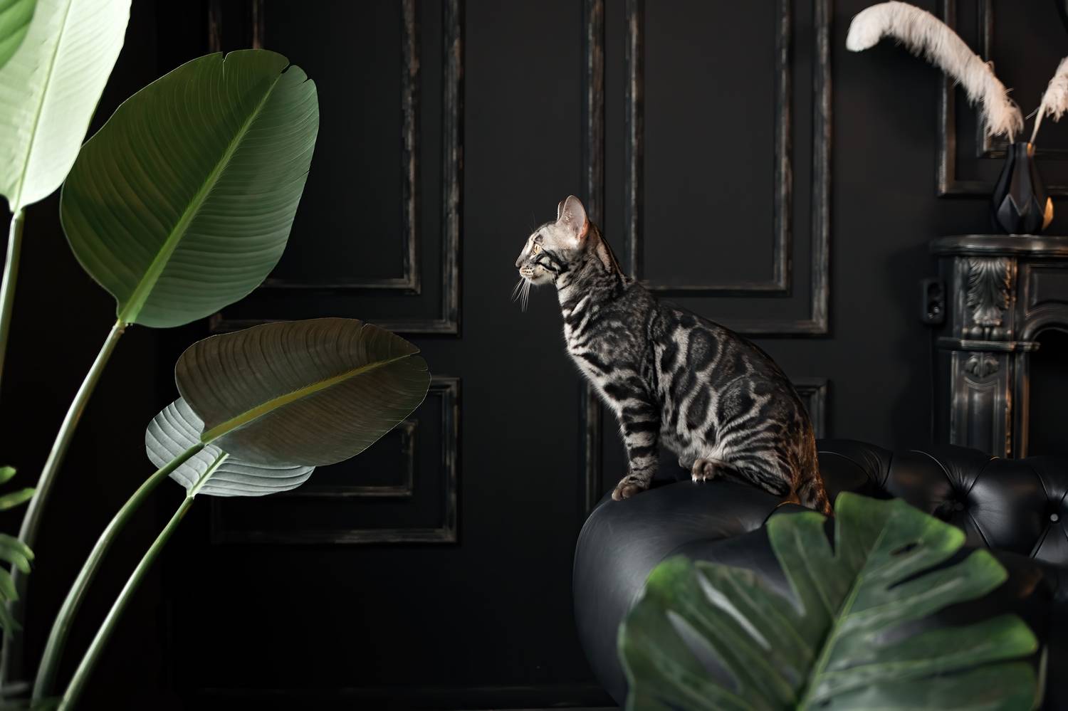 кошка, бенгал, джунгли, Мавлютова Алена