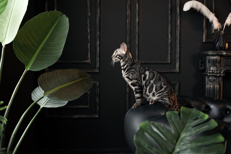 кошка, бенгал, джунгли  фото превью