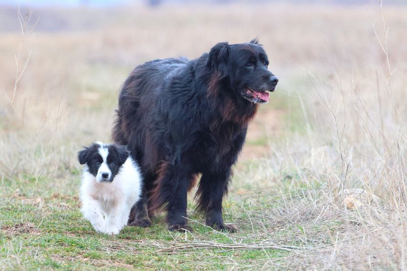 Бела и Нера фото превью