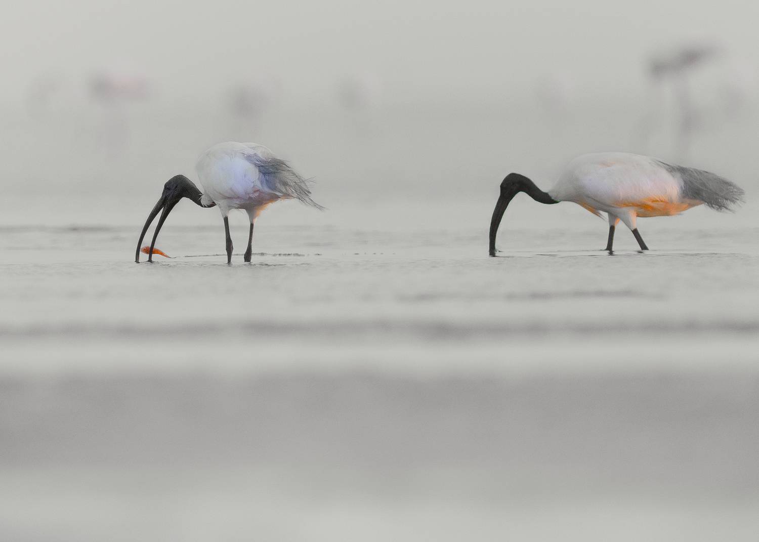 closeup, bird, birds, wild, wings, beauty, nature, swan, feather, spread, little sparrow,animal,animals,nikon,tailorbird,portrait,eyes,eagle,kite,flying,sky,prey, G N RAJA
