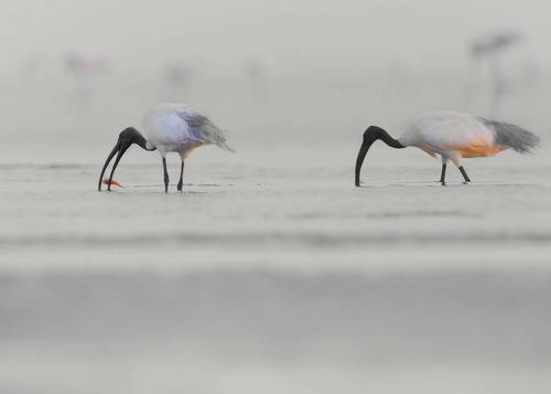 Black-headed ibis
