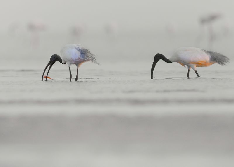 closeup, bird, birds, wild, wings, beauty, nature, swan, feather, spread, little sparrow,animal,animals,nikon,tailorbird,portrait,eyes,eagle,kite,flying,sky,prey Black-headed ibis фото превью