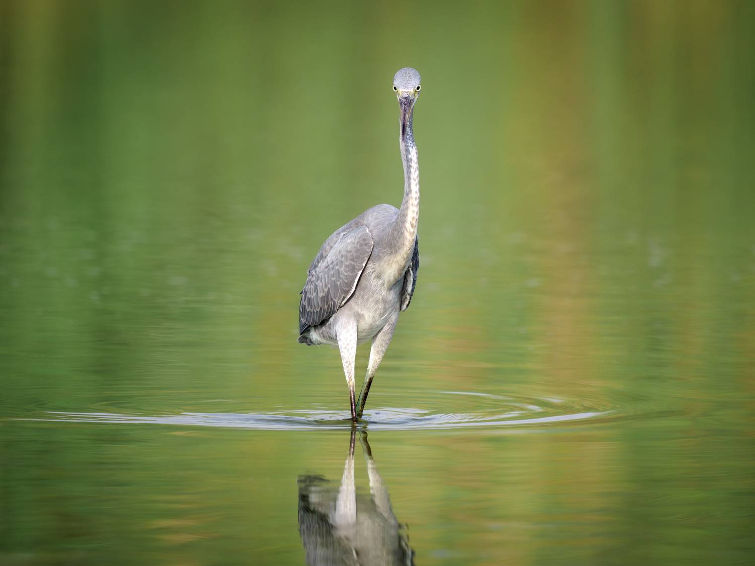 птица, фотоохота, цапля, природа, фауна, Kulikov Vladimir