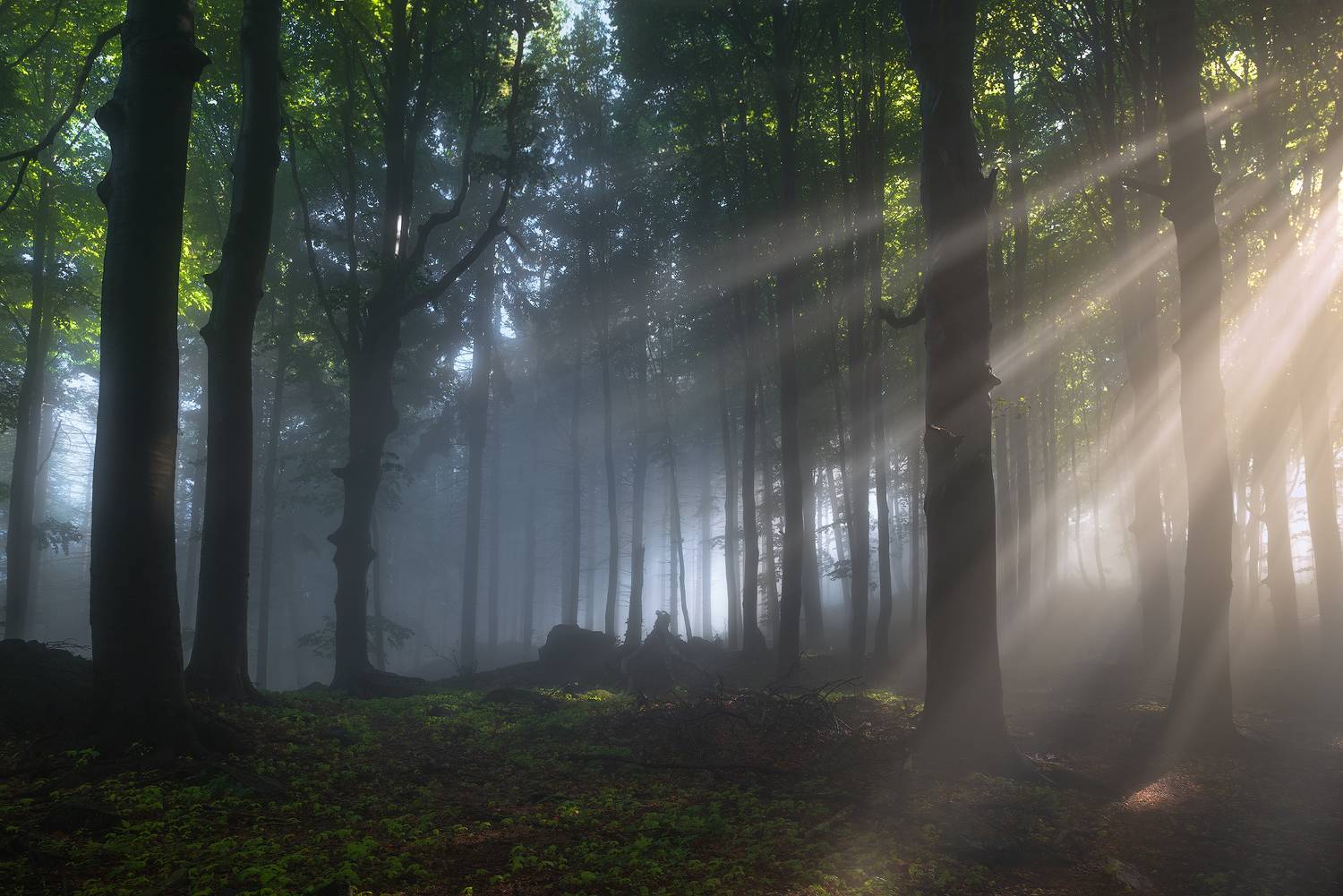 hungary, forest, lights, landscape, green,, Kar&aacute;di Zita